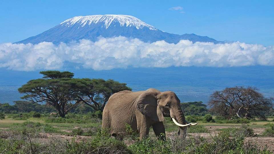 6 Days Masai Mara, Lake Nakuru & Amboseli Safari - Gracepatt Ecotours Kenya - Kenya - Image 5