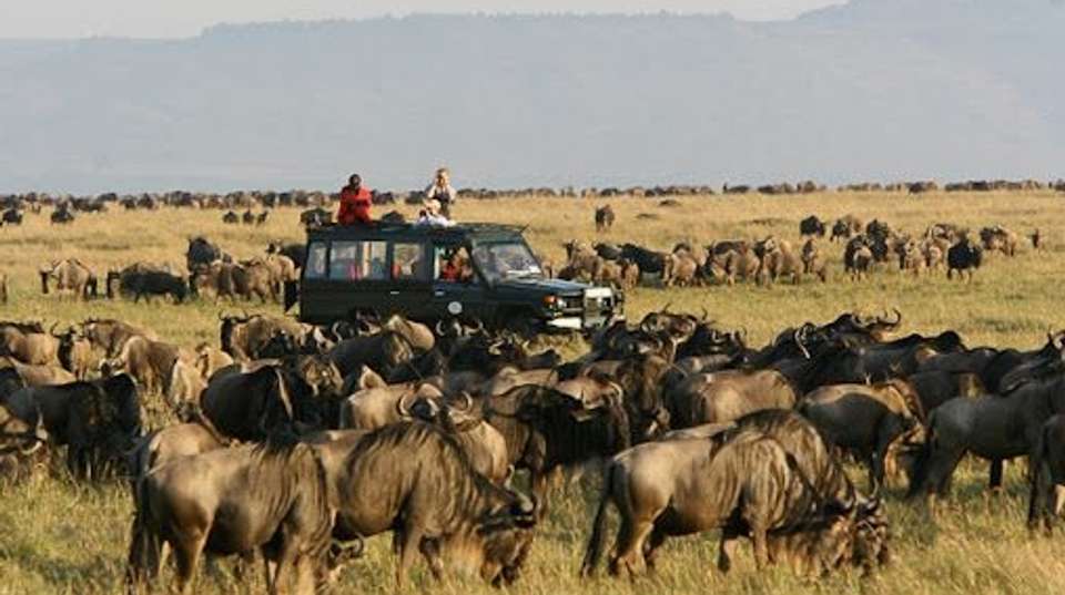 3 Days Masai Mara Camping safari on 4x4 landcruiser - Gracepatt Ecotours Kenya - Kenya