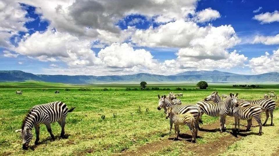 5 Days Best of Tanzania Safari on 4x4 Land Cruiser Jeep - Gracepatt Ecotours Kenya - Tanzania - Image 6