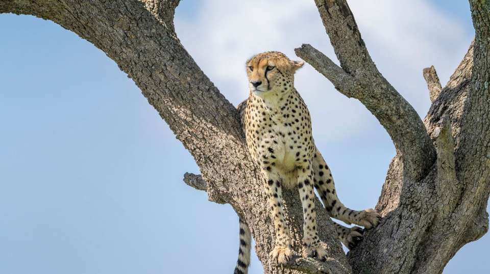 4 Days Masai Mara Camping Safari from Nairobi - Gracepatt Ecotours Kenya - Kenya - Image 5