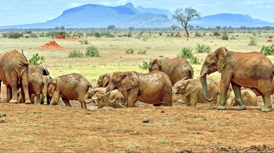 4 Day Safari: Amboseli,Tsavo West &Tsavo East - Gracepatt Ecotours Kenya - Kenya - Image 6