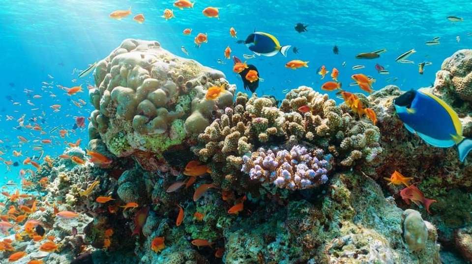 Deluxe Trip: Snorkeling & BBQ & Mud Bath - undefined - Image 1