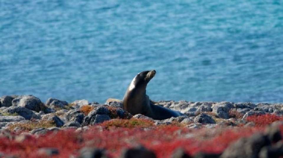 Ultimate Galapagos 6 Days Tour - undefined - Image 8