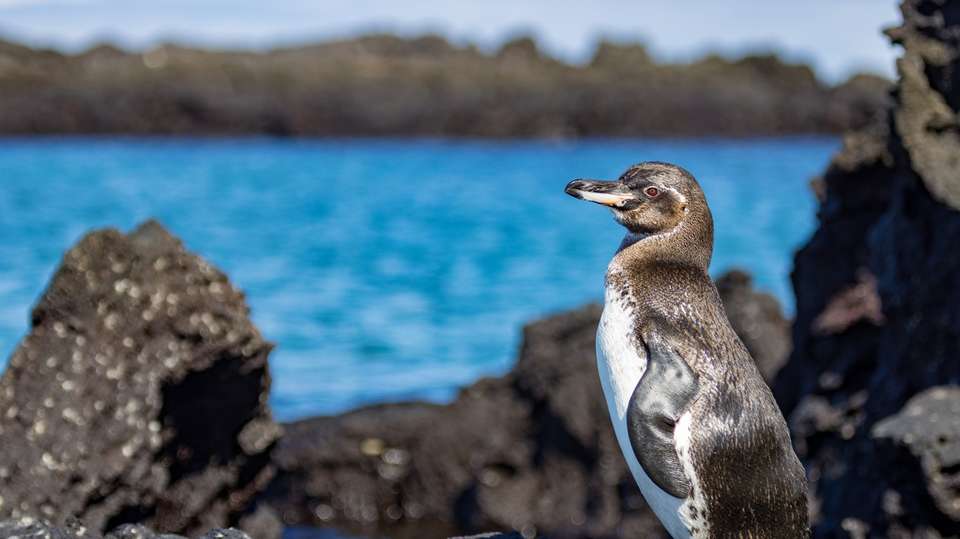 Galapagos Affordable 8 Days Tour - Guide Ecuador Travel - Ecuador - Image 5