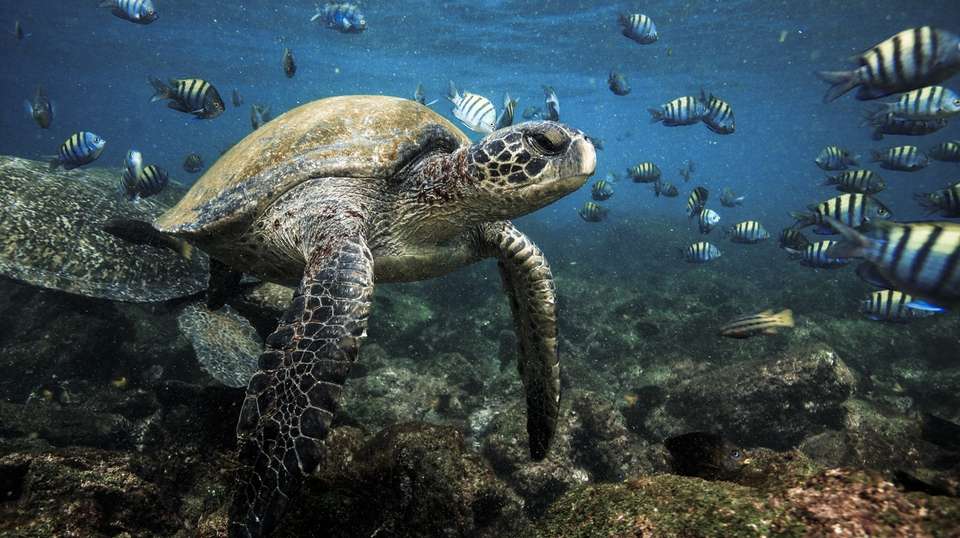 Galapagos Affordable 8 Days Tour - Guide Ecuador Travel - Ecuador - Image 7