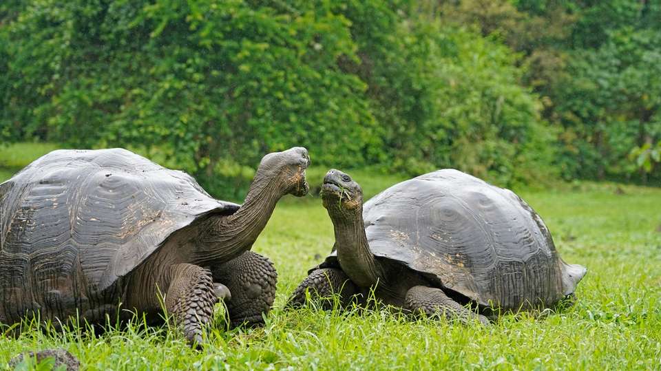 Galapagos Affordable 8 Days Tour - Guide Ecuador Travel - Ecuador - Image 6