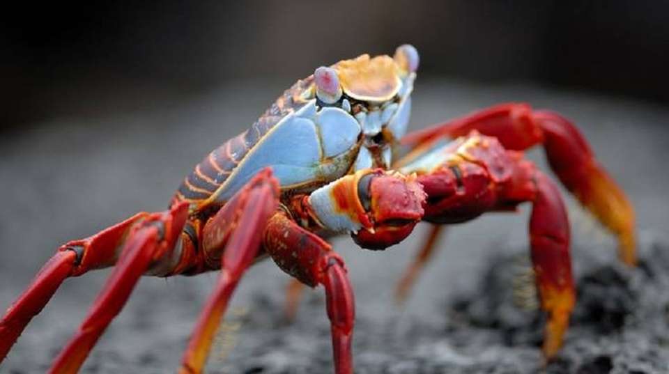 GalaPicchu Insiders 10 Days Tour - Guide Ecuador Travel - Ecuador - Image 3
