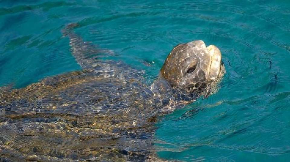 Ultimate Galapagos 6 Days Tour - undefined - Image 6