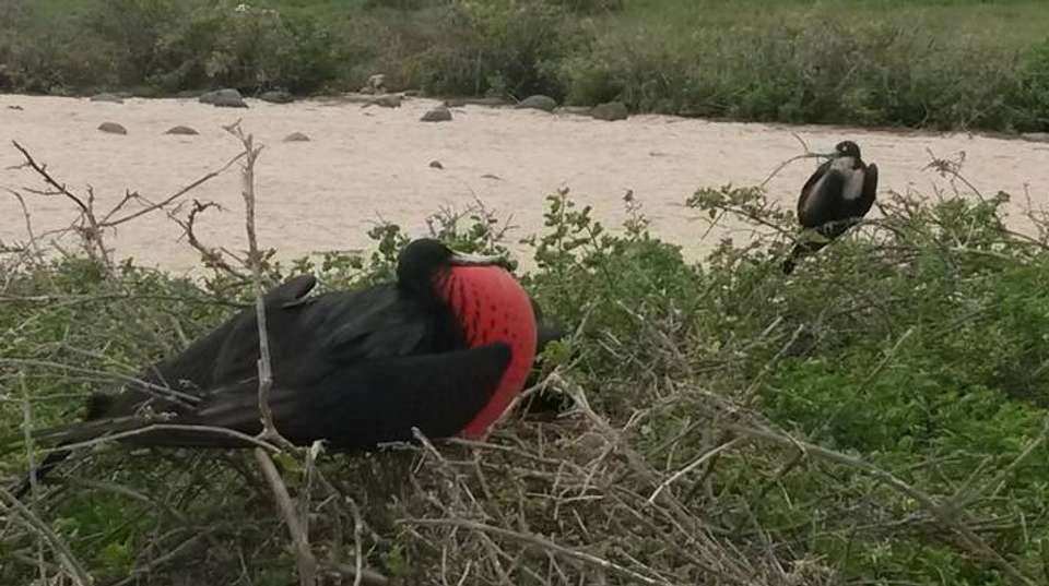 Ultimate Galapagos 6 Days Tour - undefined - Image 7