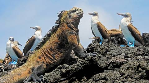 Galapagos Affordable 8 Days Tour - January 2027