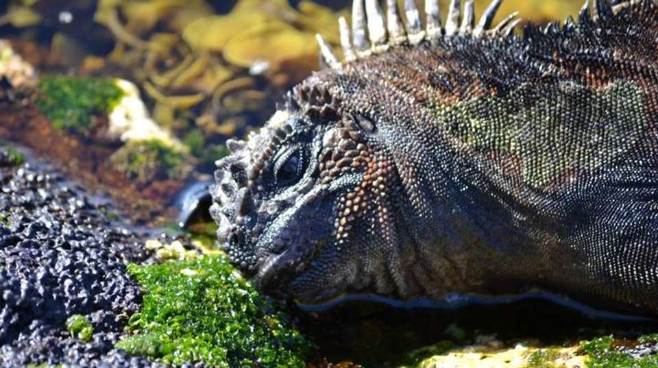Ultimate Galapagos 6 Days Tour - undefined - Image 5
