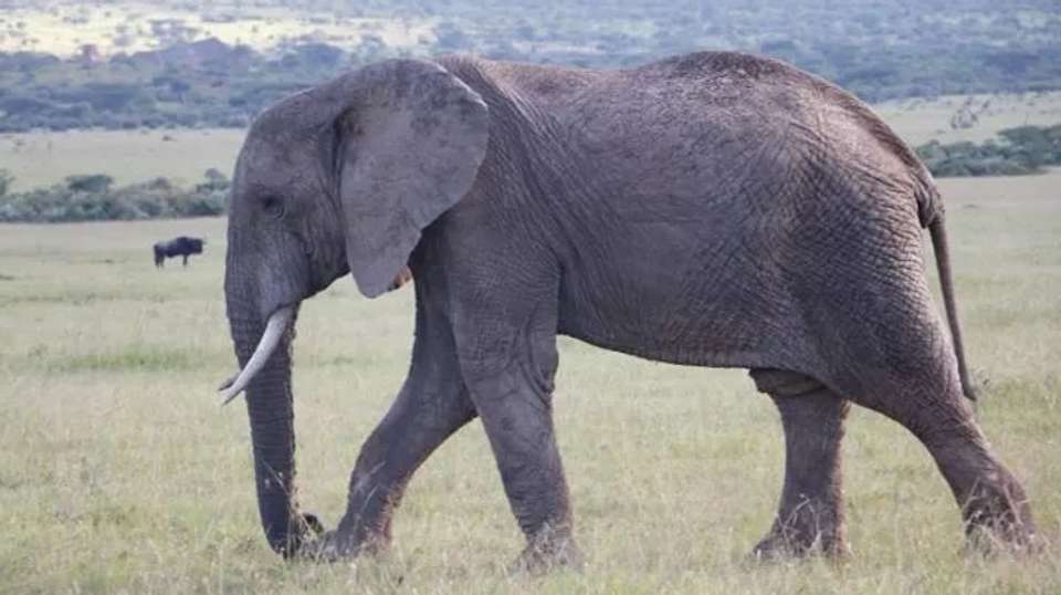 Kenya Safari Group Tour: 7-Day Budget Tour - Jamboree Africa Tours And Safaris - Kenya - Image 2