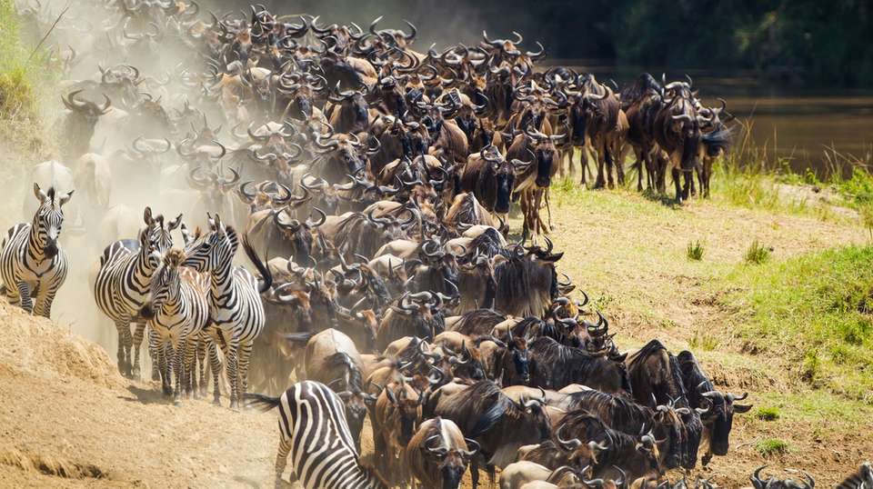 4 Days Maasai Mara, Lake Nakuru Camping Safari - Jamboree Africa Tours And Safaris - Kenya - Image 2