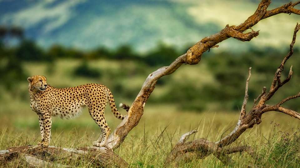 3 Days Maasai Mara Budget Kenya Classic Safari - Jamboree Africa Tours And Safaris - Kenya - Image 3