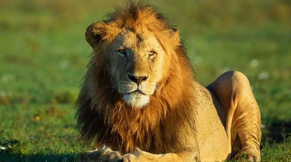 3 Days Maasai Mara Budget Kenya Classic Safari - Jamboree Africa Tours And Safaris - Kenya - Image 1