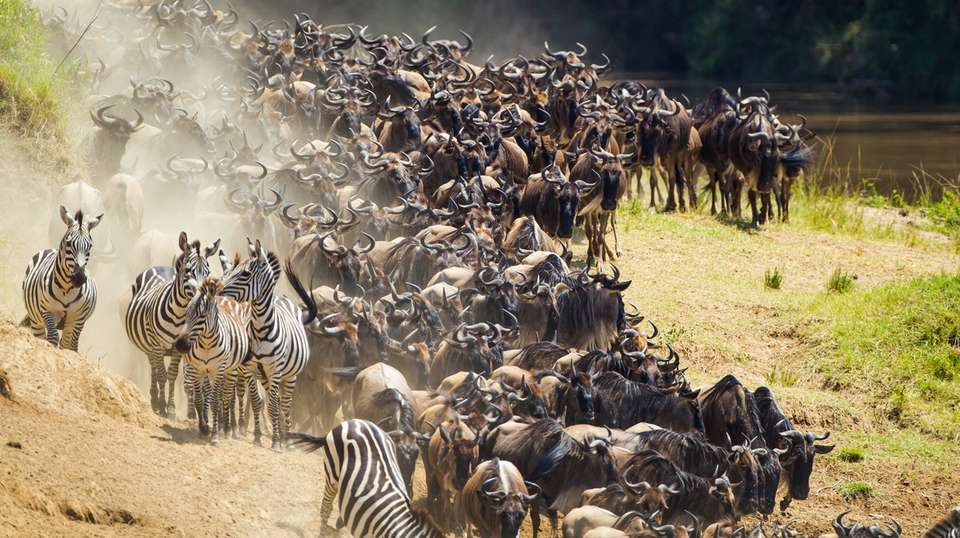 3 Days Maasai Mara Budget Kenya Classic Safari - Jamboree Africa Tours And Safaris - Kenya - Image 2