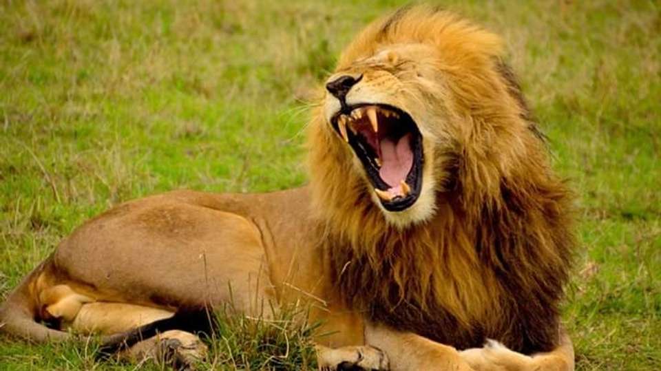 Kenya Safari Group Tour: 7-Day Budget Tour - Jamboree Africa Tours And Safaris - Kenya - Image 1