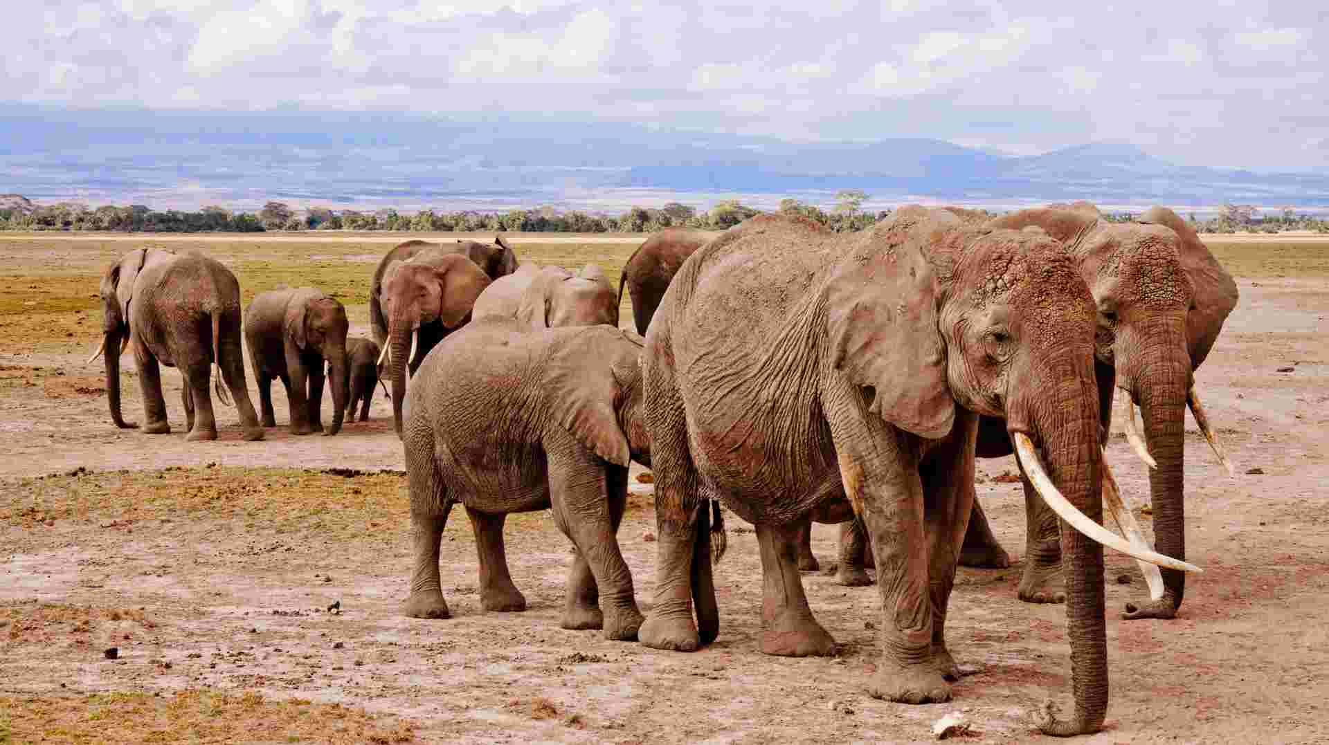 Tanzania Big Five - Private Experience
