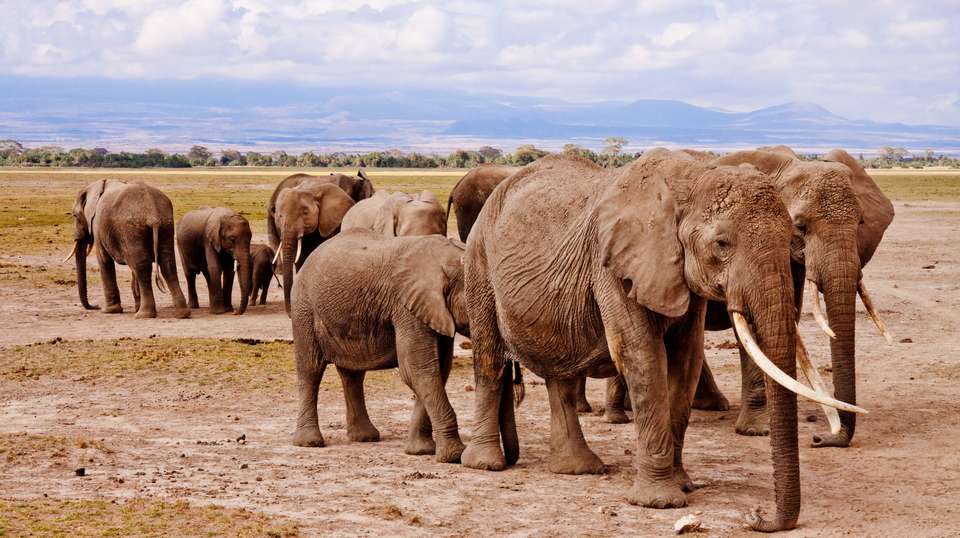 Tanzania Big Five - Private Experience - undefined - Image 1