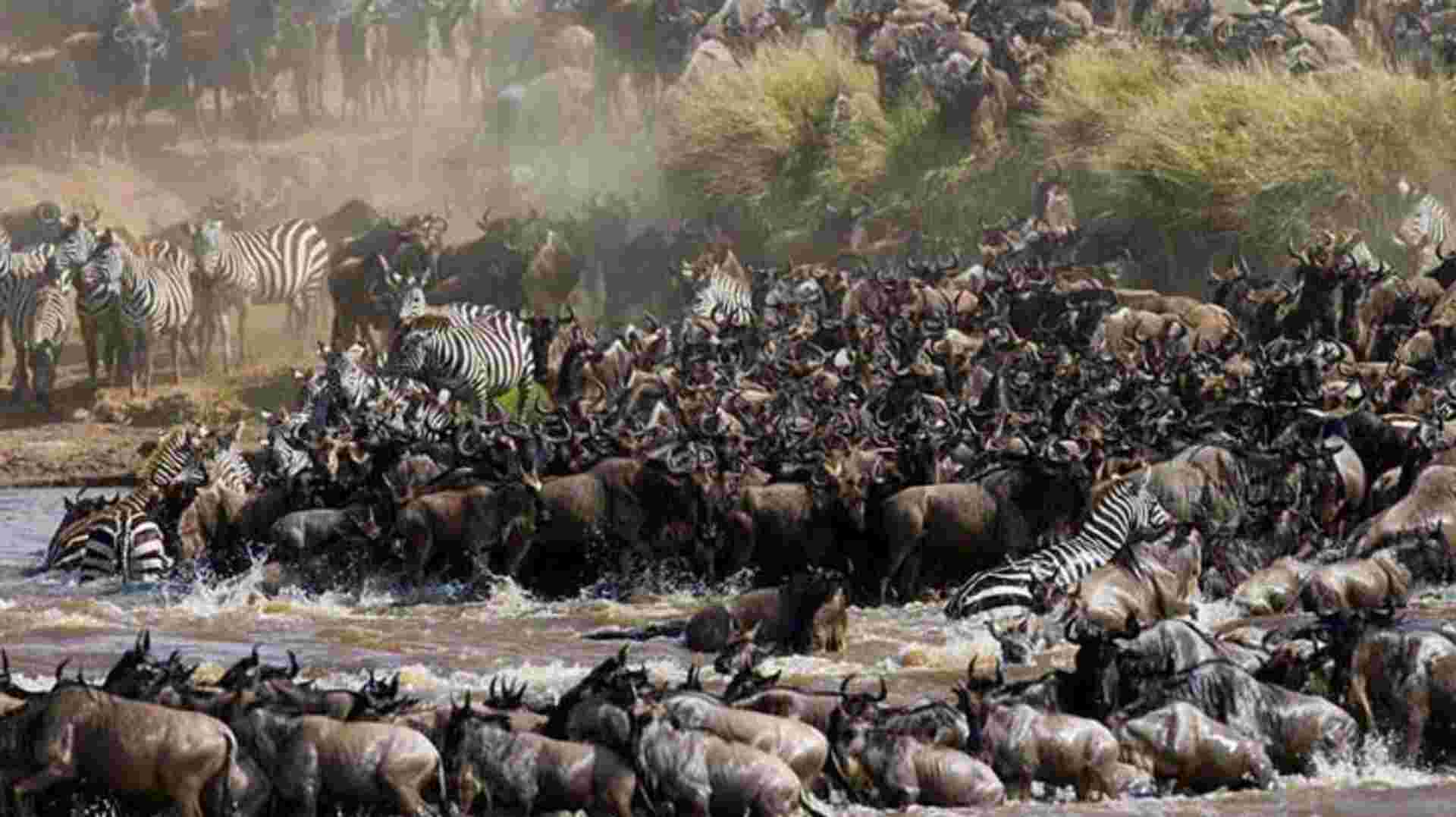 Tanzania Wildebeest Migration Safari