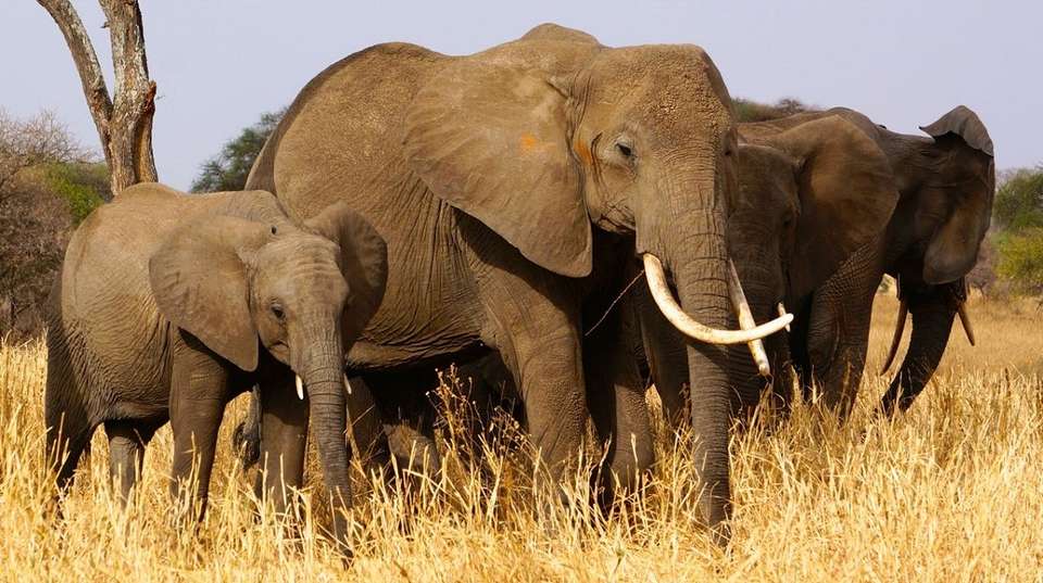  Tanzania Wildlife Safari and Zanzibar Beach Tour - Lights On Africa Destinations & Safaris - Tanzania - Image 2