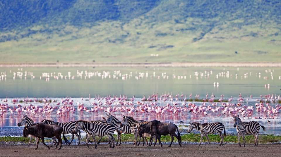  Tanzania Wildlife Safari and Zanzibar Beach Tour - Lights On Africa Destinations & Safaris - Tanzania - Image 5