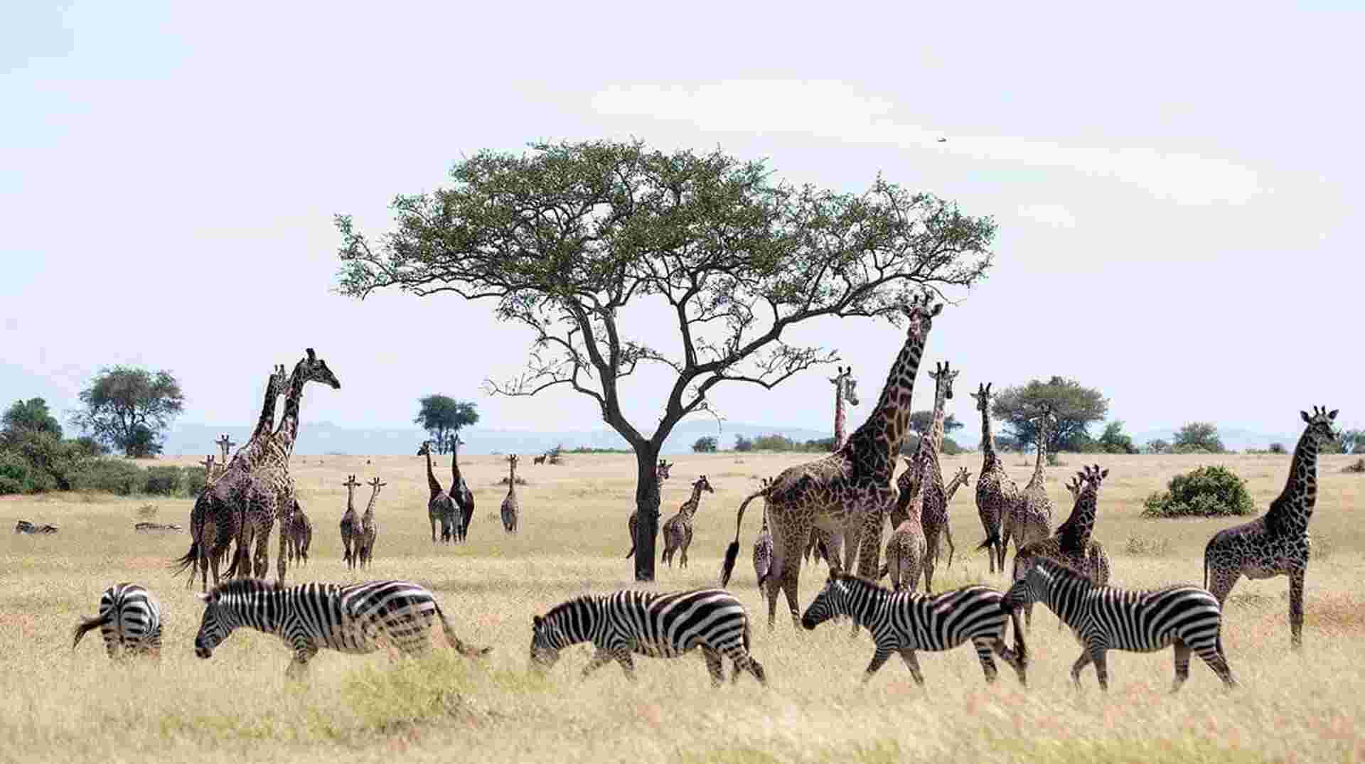 Tanzania Wildlife Safari and Zanzibar Beach Tour
