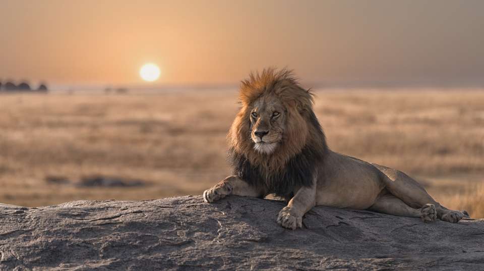  Tanzania Wildlife Safari and Zanzibar Beach Tour - Lights On Africa Destinations & Safaris - Tanzania - Image 7