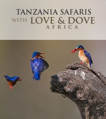 Love and Dove Africa