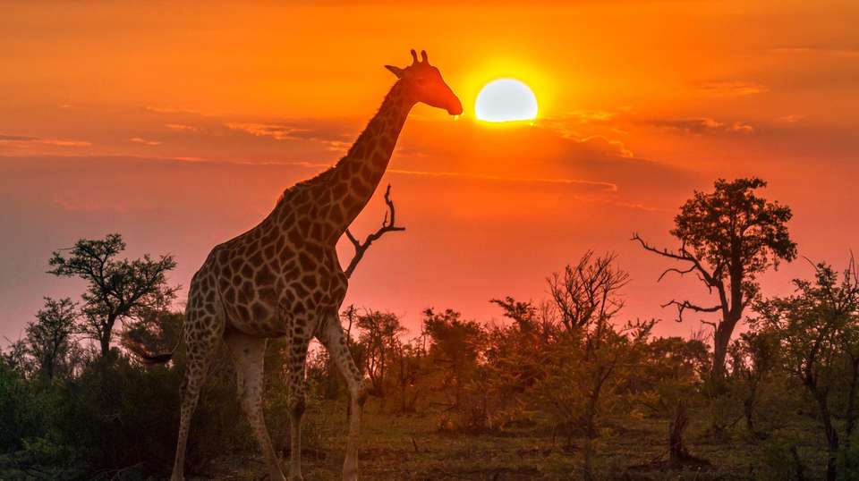 Spectacular South Africa - Luxury Gold - South Africa - Image 3