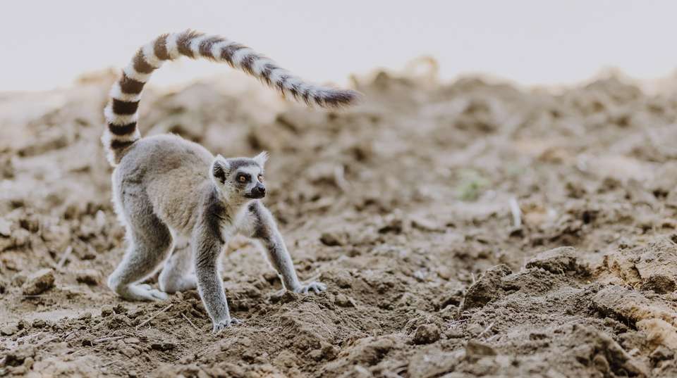 Madagascar's Southern Charm - Malagasya Travel - Madagascar - Image 7