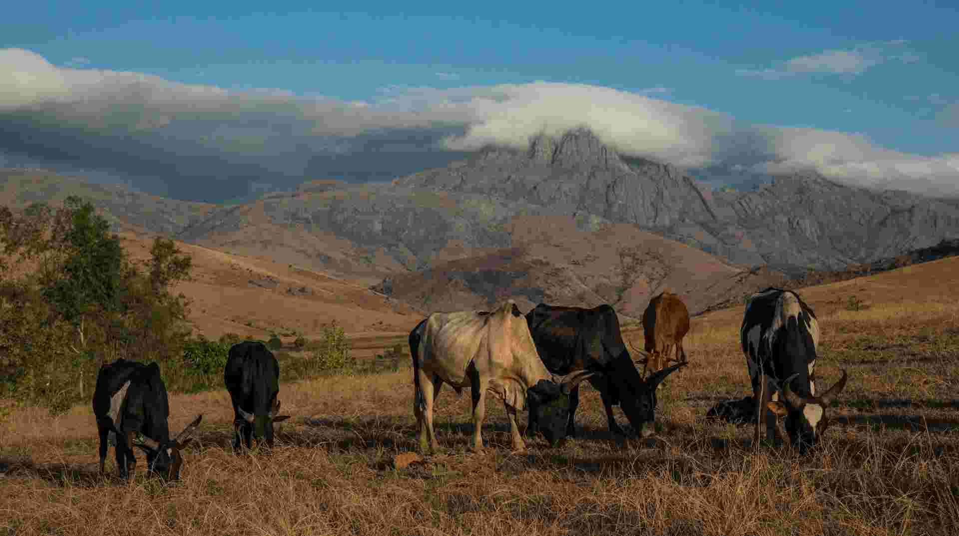 Madagascar's Southern Charm