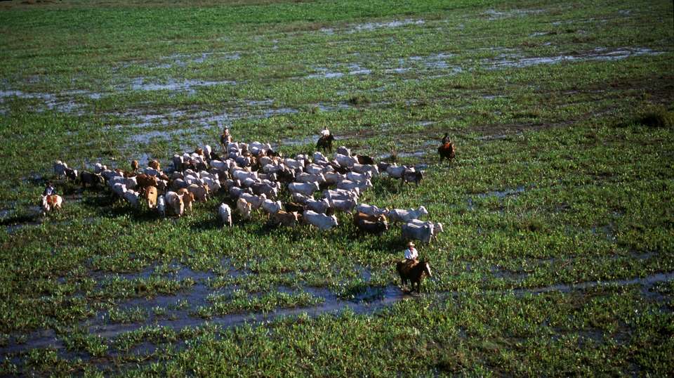 Rio de Janeiro & Pantanal Wildlife - Nattrip - Brazil - Image 10