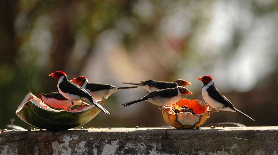 Rio de Janeiro & Pantanal Wildlife - Nattrip - Brazil - Image 9