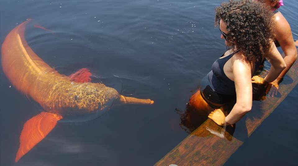Pantanal & Amazon Wildlife - Nattrip - Brazil - Image 9