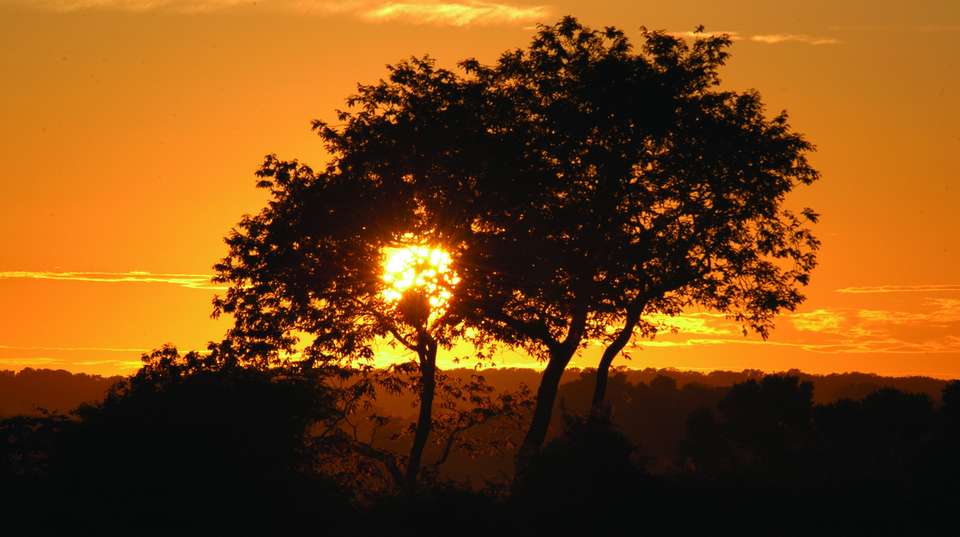 Pantanal & Amazon Wildlife - Nattrip - Brazil - Image 3