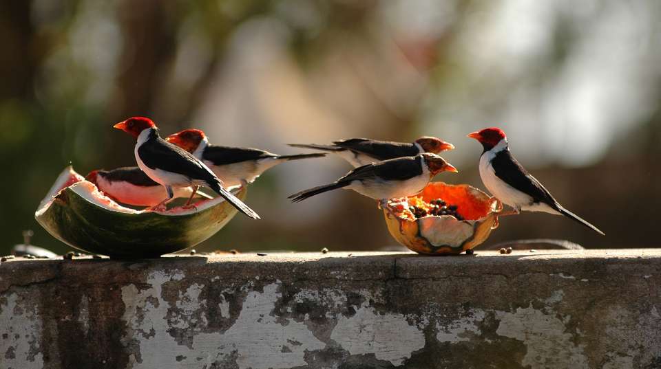 Pantanal & Amazon Wildlife - Nattrip - Brazil - Image 4