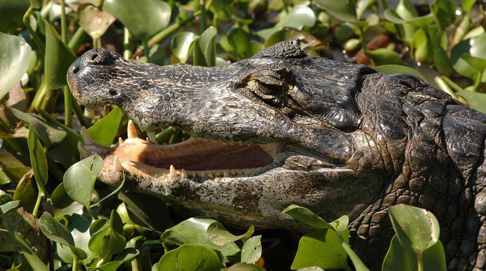 Pantanal & Amazon Wildlife - Nattrip - Brazil - Image 5
