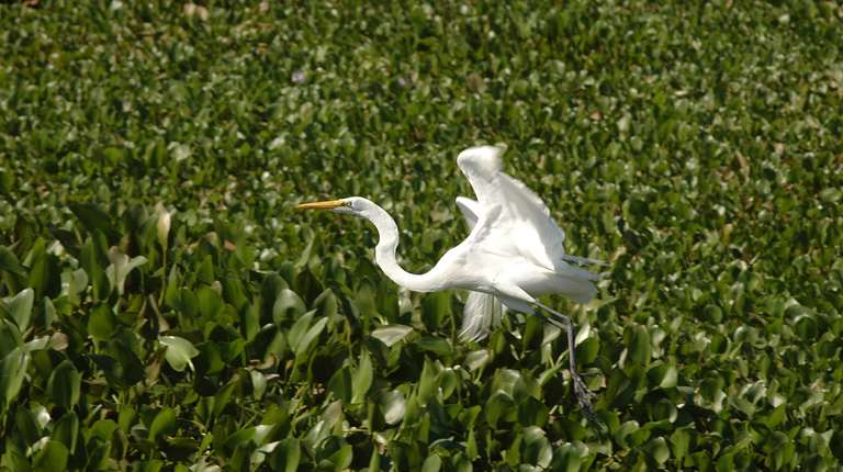 Pantanal & Amazon Wildlife trip - alternative tour available