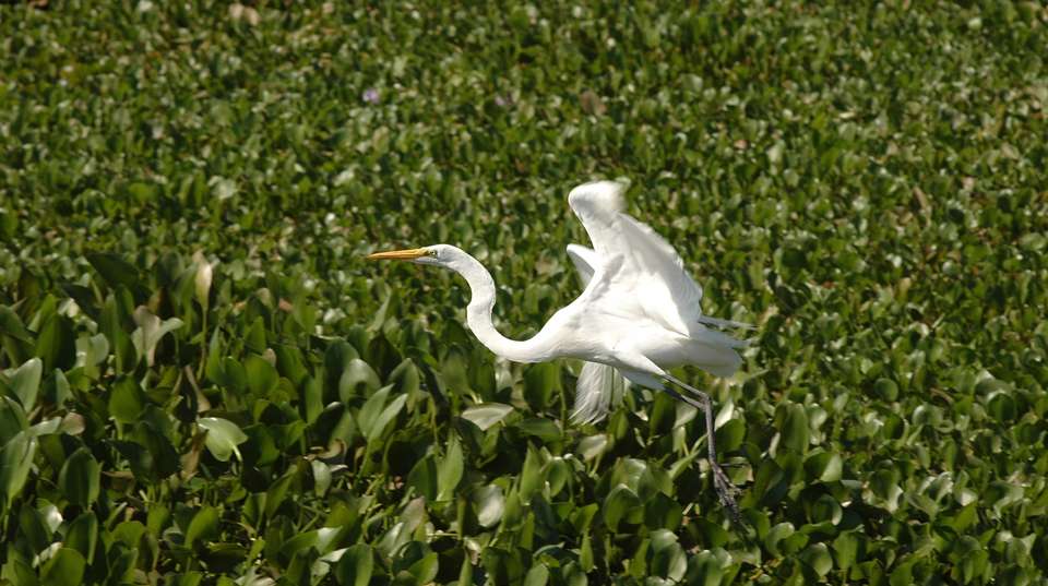 Pantanal & Amazon Wildlife - Nattrip - Brazil - Image 1