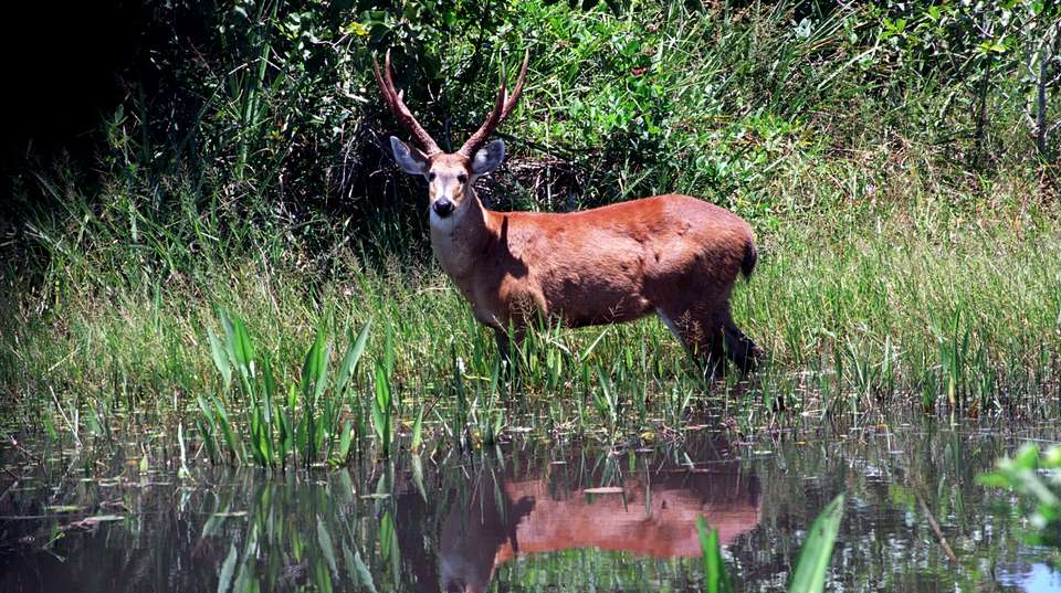 Rio de Janeiro & Pantanal Wildlife - Nattrip - Brazil - Image 11