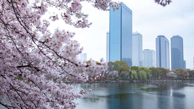 Japan Bound: Tokyo to Kyoto's Cherry Blossom Trail trip - alternative tour available