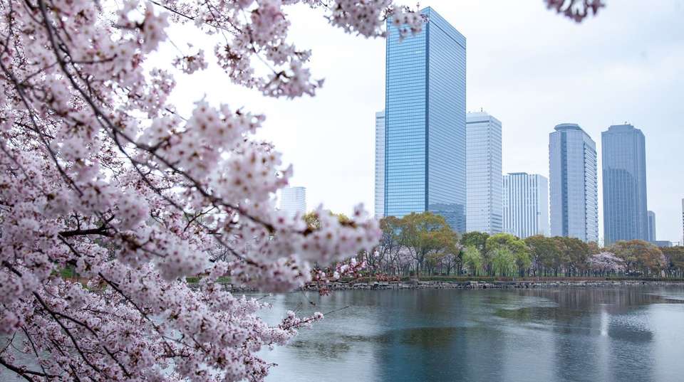 Japan Bound: Tokyo to Kyoto's Cherry Blossom Trail - undefined - Image 1