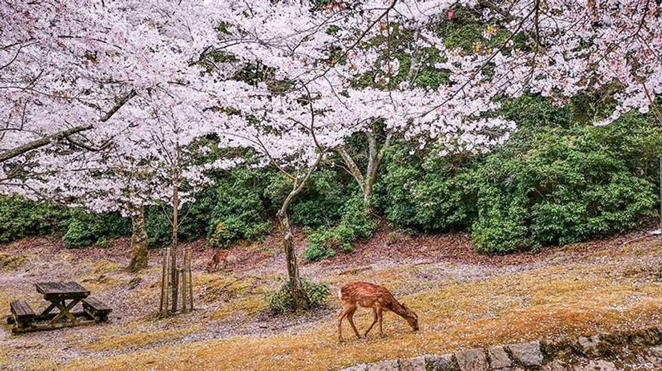 Japan Bound: Tokyo to Kyoto's Cherry Blossom Trail - undefined - Image 8