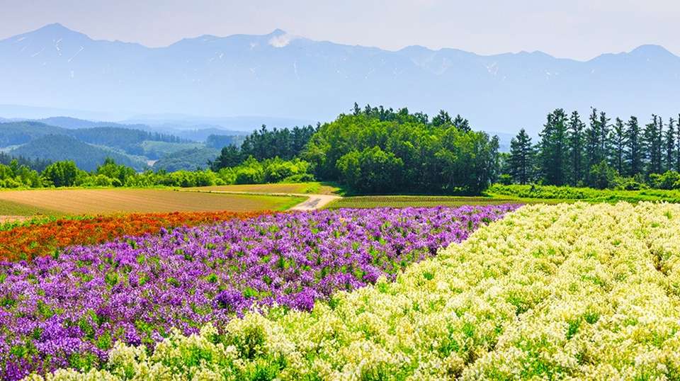 Japan Natural & Cultural Escape to Hokkaido - undefined - Image 5