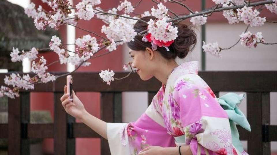 Japan Bound: Tokyo to Kyoto's Cherry Blossom Trail - undefined - Image 3