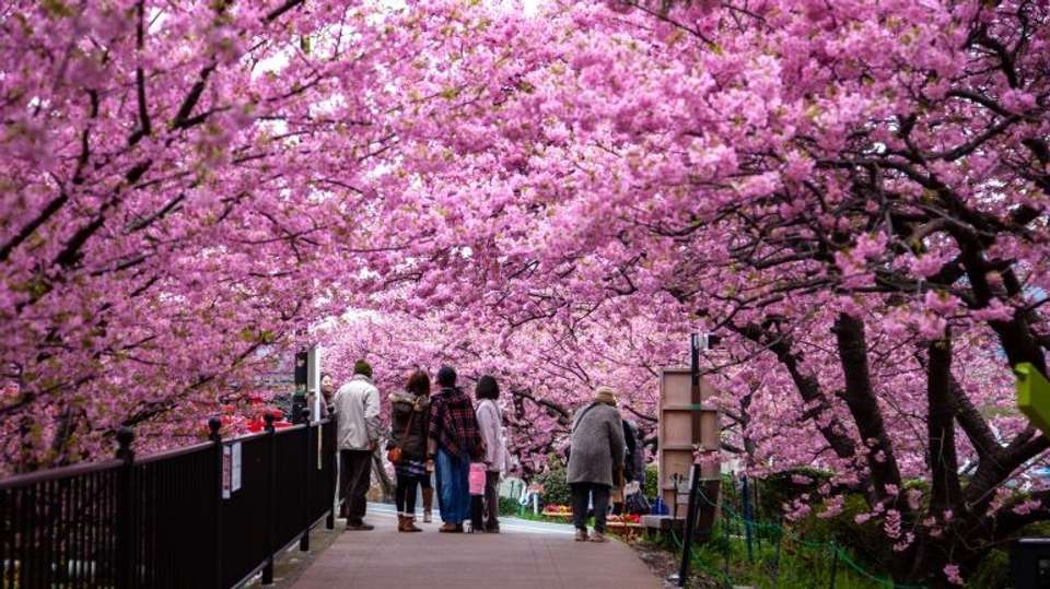 Japan Bound: Tokyo to Kyoto's Cherry Blossom Trail - undefined - Image 4