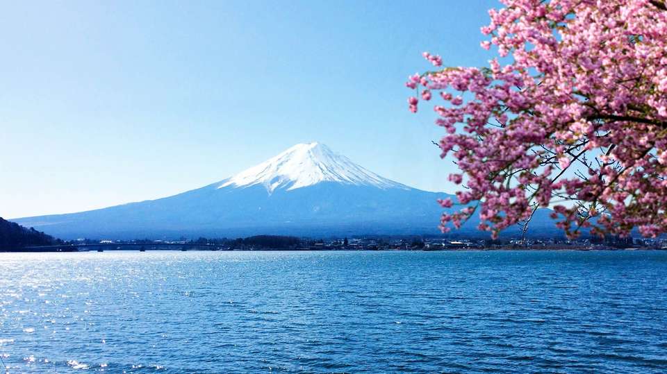 Japan Bound: Tokyo to Kyoto's Cherry Blossom Trail - undefined - Image 5