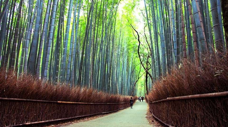 Japan Bound: Tokyo to Kyoto's Cherry Blossom Trail - undefined - Image 9