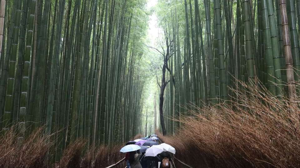 Japan Essentials – 9 Days - One Life Adventures Ltd - Japan - Image 15